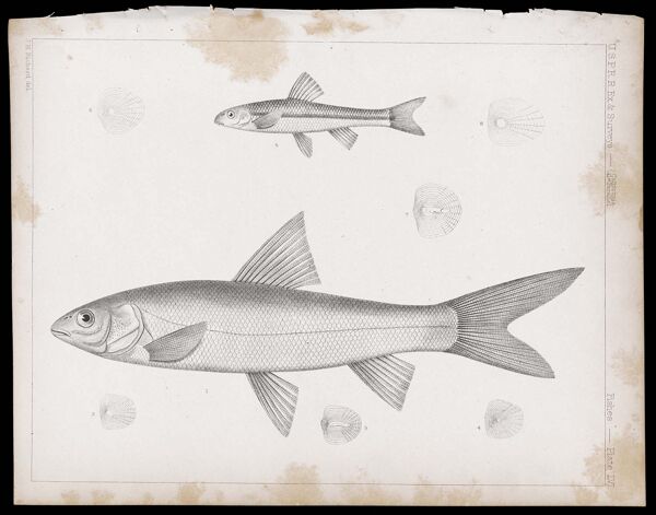 Fishes -- Plate LVI