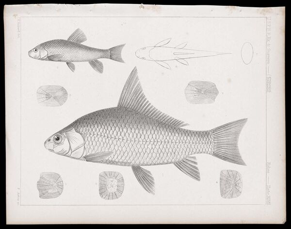 Fishes -- Plate XLVIII