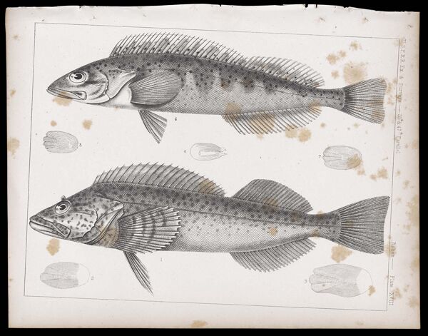 Fishes -- Plate XVIII