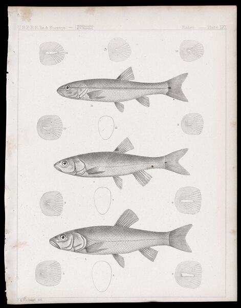 Fishes -- Plate LXI