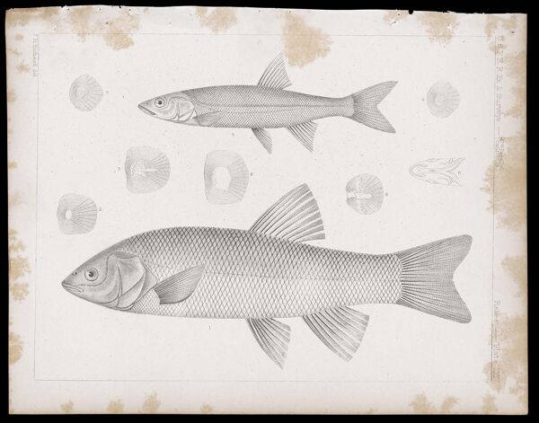 Fishes -- Plate LXIV