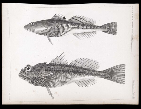 Fishes. - Plate XV.