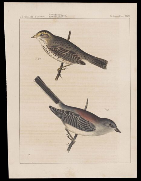 Birds. - Plate XXVIII.