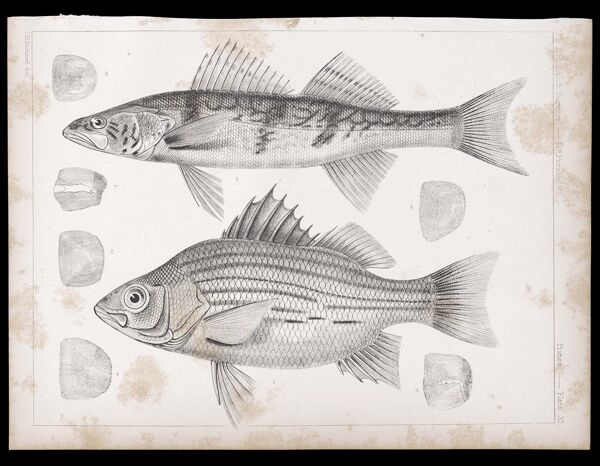 Fishes. - Plate XI.