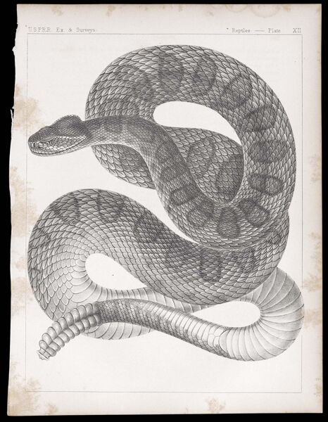 Reptiles. - Plate XII.