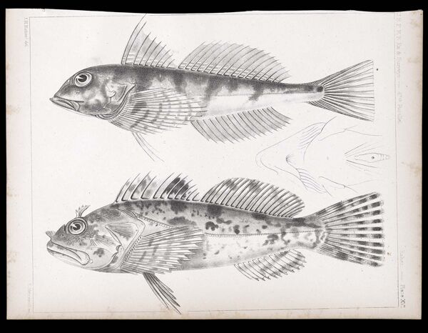 Fishes. - Plate XVI.