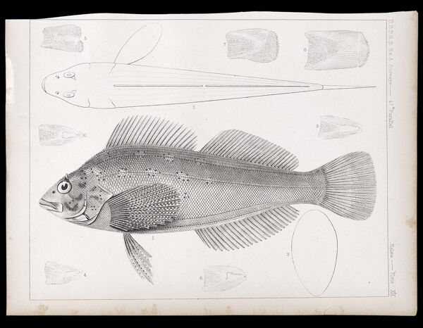 Fishes. - Plate XIX.