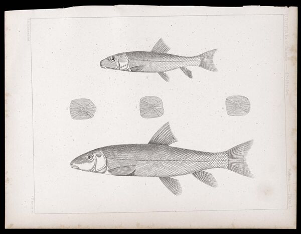 Fishes. - Plate L.