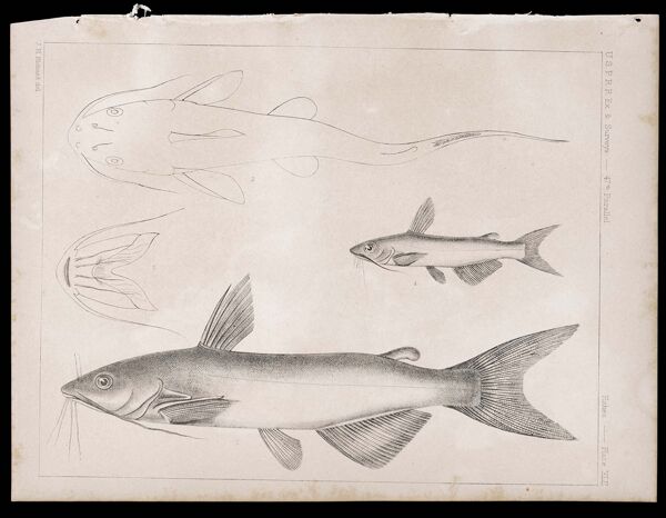 Fishes. - Plate XLII.