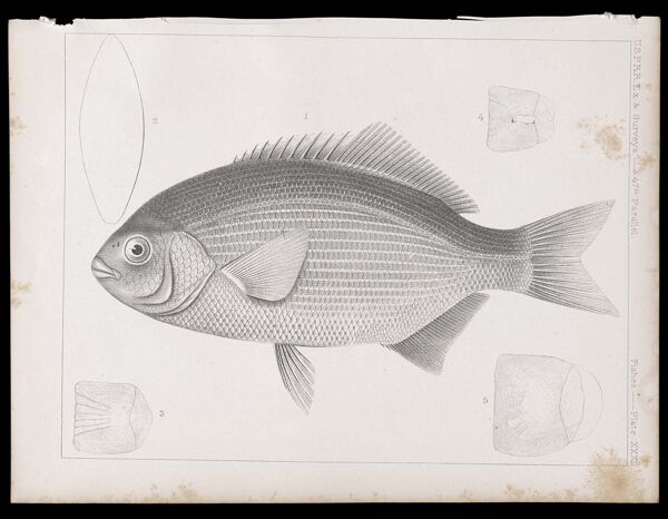 Fishes. - Plate XXXII.