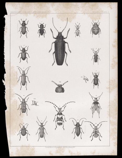 Insects. - Plate II.