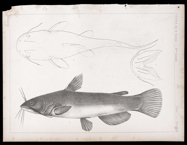 Fishes. - Plate XLIII.