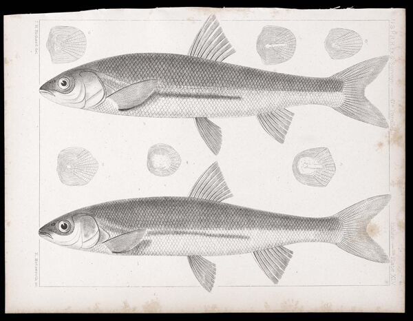 Fishes. - Plate XLV.