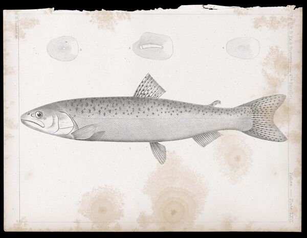Fishes. - Plate LXVII.