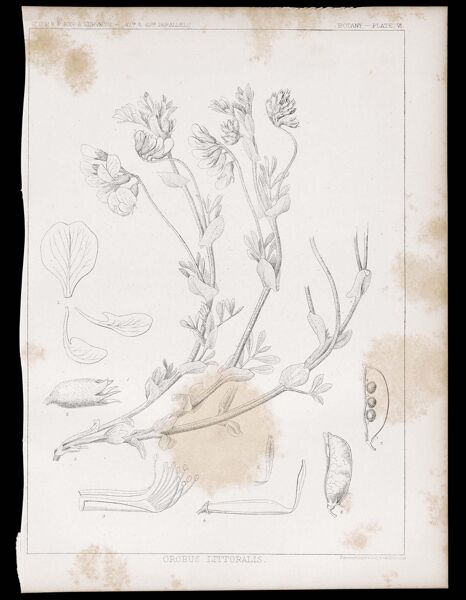Botany. - Plate VI. Orobus littoralis