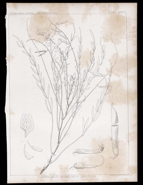 Botany. - Plate V. Astragalus (Homalobus) serotinus