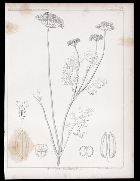 Botany. - Plate II. Musenium divaricatum