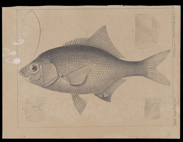 Fishes. - Plate XXXIII.