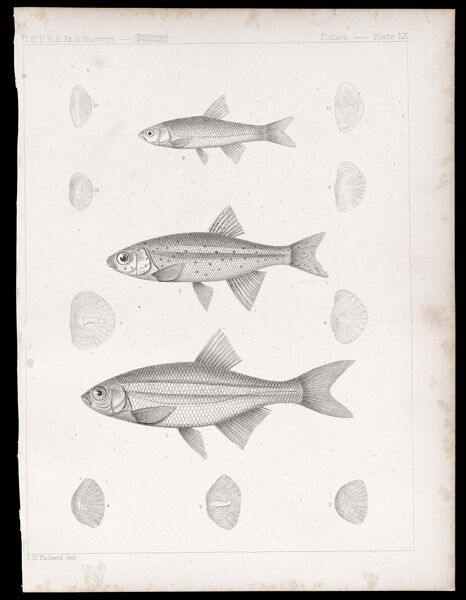 Fishes. - Plate LX.