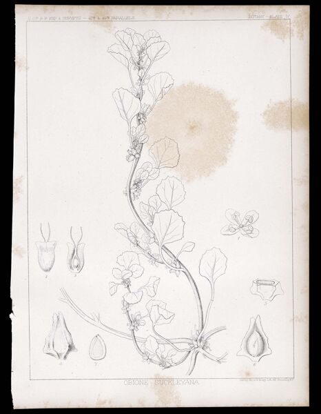 Botany. - Plate IV. Obione suckleyana