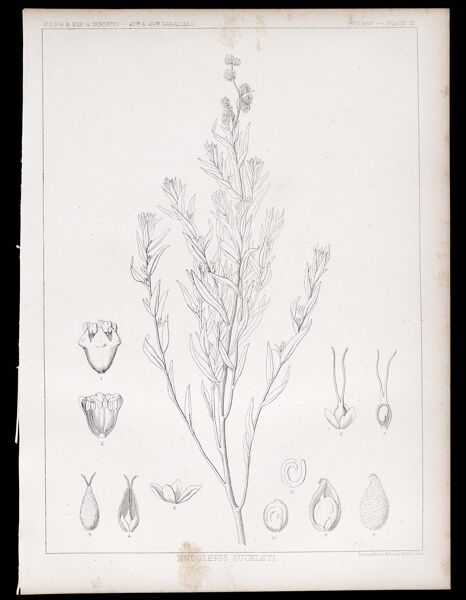 Botany. - Plate III. Endolepis suckleyi