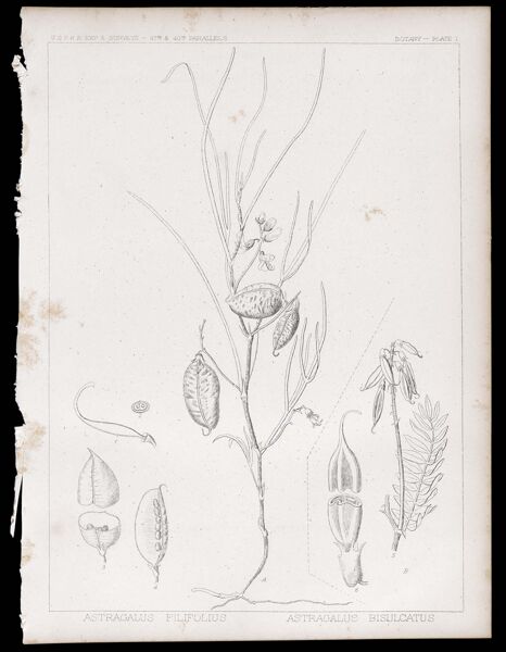 Botany. - Plate I. Astragalus filifolius, Astragalus bisulcatus