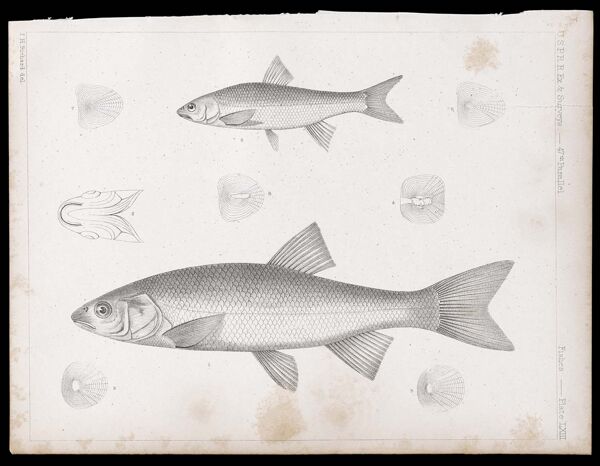 Fishes. - Plate LXIII.