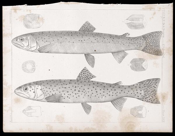 Fishes. - Plate LXIX.