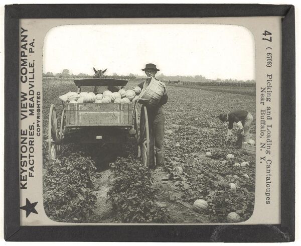 Picking and Loading Cantaloupes Near Buffalo, N. Y.