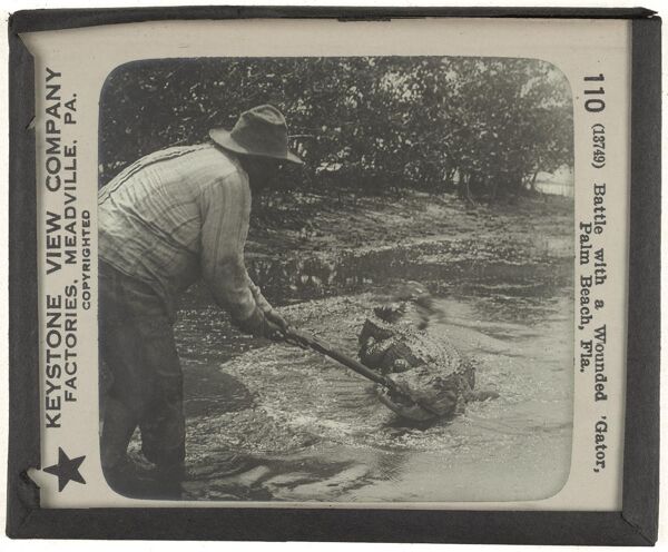 Battle with a Wounded 'Gator, Palm Beach, Fla.