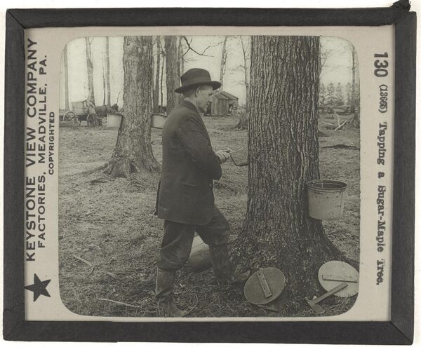 Tapping a Sugar-Maple Tree.