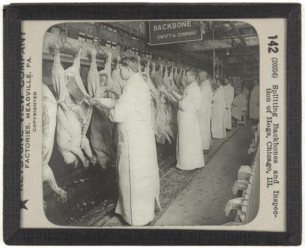 Splitting Backbones and Inspection of Hogs, Chicago, Ill.