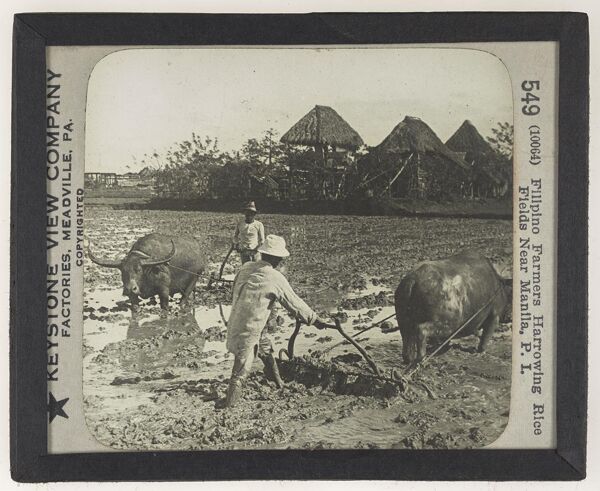 Filipino Farmers Harrowing Rice Fields Near Manila, P. I.