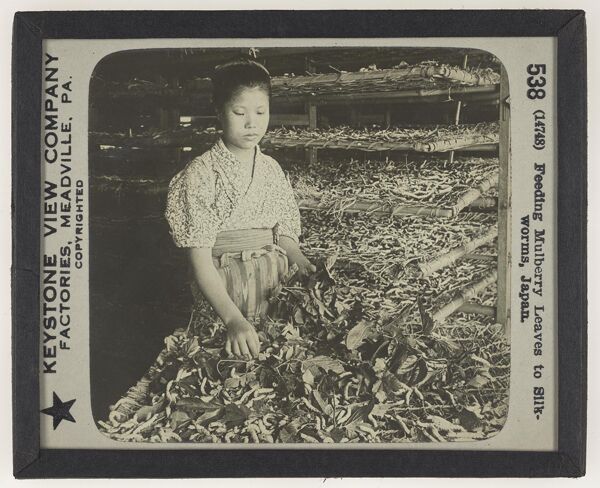 Feeding Mulberry Leaves to Silkworms, Japan.