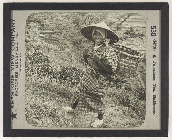 A Japanese Tea Gatherer.