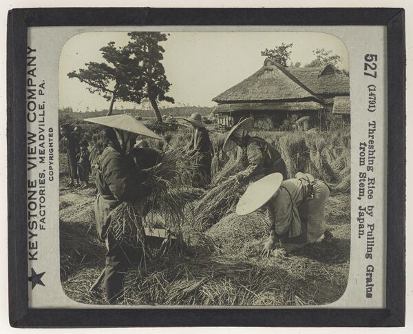 Threshing Rice by Pulling Grains from Stem, Japan.