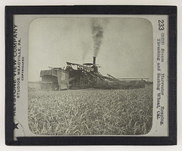 Steam Harvester Reaping, Threshing and Sackling Wheat, Cal.