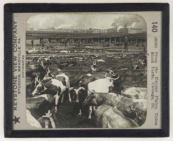 From the Kansas Plains, Union Stock Yards, Chicago, Ill.