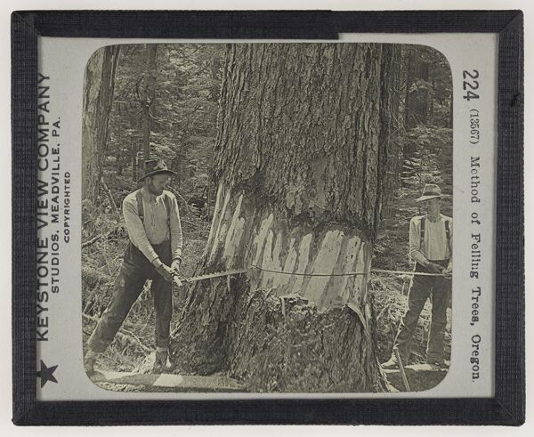 Method of Felling Trees, Oregon.