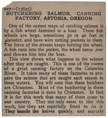 Butchering Salmon, Canning Factory, Astoria, Oregon