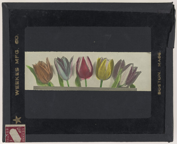 [Colorful tulips]