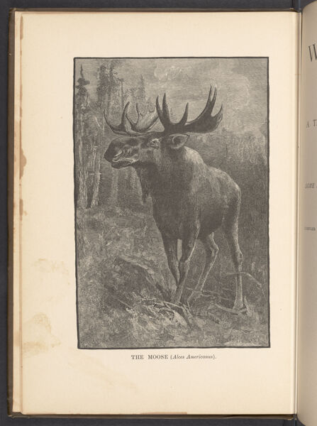 The Moose (Alces Americanus).