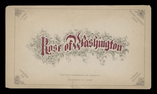 Rose of Washington