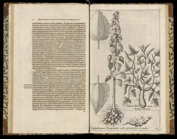 [Illustration of two plants found in the new world labeled: 'Chrisanthemum Peruvianum redix, germen, flos et caudex.' and 'Sifarum Peruanum siue Batata Indorum.']