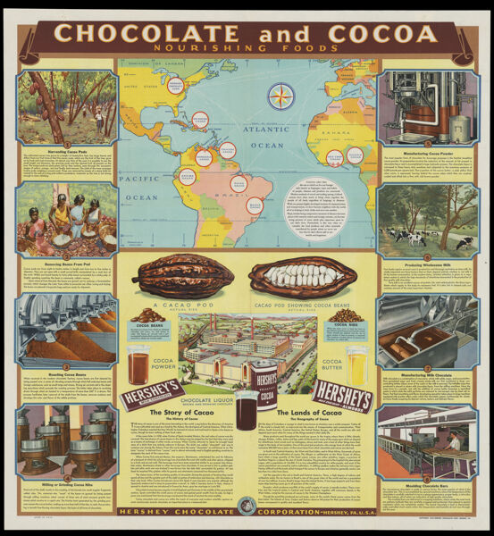 Chocolate and cocoa : nourishing foods