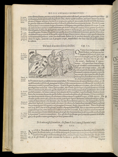 Text Page 466 (illustration and text)
