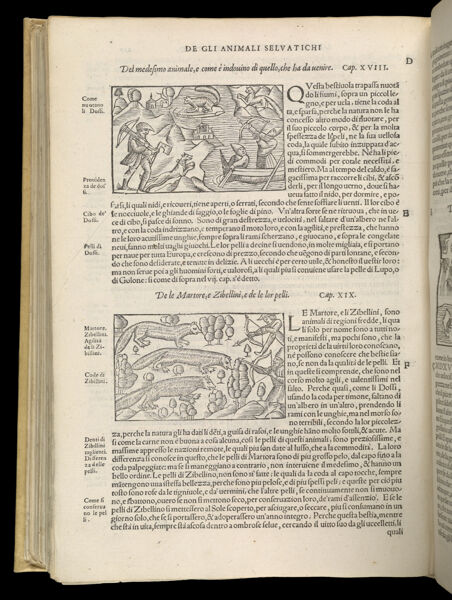Text Page 484 (illustrations and text)
