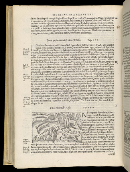 Text Page 486 (illustration and text)