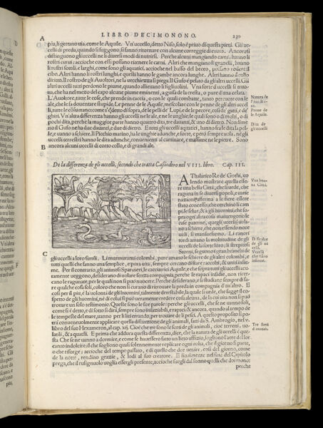 Text Page 505 (illustration and text)