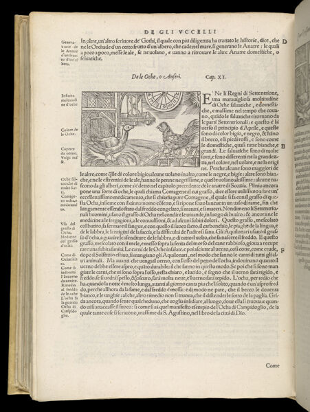 Text Page 510 (illustration and text)